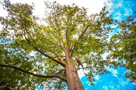 Professional Tree Services in Newcastle, WA