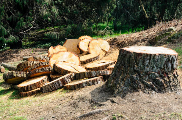 How Our Tree Care Process Works  in  Newcastle, WA